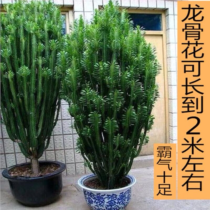 龙骨花室内客厅花卉招财绿植盆栽仙人掌柱植物办公室净化空气好养