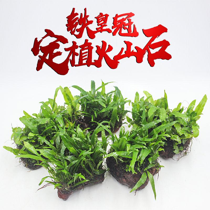 铁皇冠水草定植火山石细叶铁鱼缸懒人造景阴性无土增氧淡水真植物