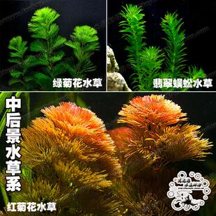绿菊花水草绿虎耳翡翠蜈蚣草金鱼藻金鱼草后景造景绿羽毛草水下叶