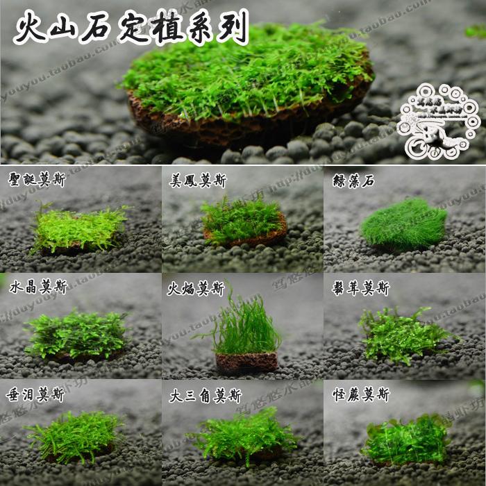 定植火山石莫斯莫丝moss水晶大三角怪蕨美凤松茸火焰珊瑚爬地水草