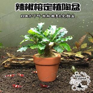 水下叶布朗尼兰辣椒榕水草红陶杯定植 懒人水草 真水草造景活体