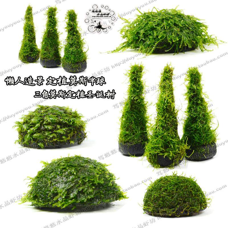 水草活体鱼缸装饰懒人造景摩丝定植沉底半球三角莫斯球圣诞树包邮,搬运/仓储/物流设备,其他起重搬运设备,淘宝优惠券,粉丝福利购,淘宝优惠卷