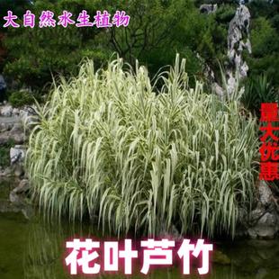 花叶芦竹苗 青叶芦竹 水培金叶芦苇池塘假山湿地公园公路绿化造景