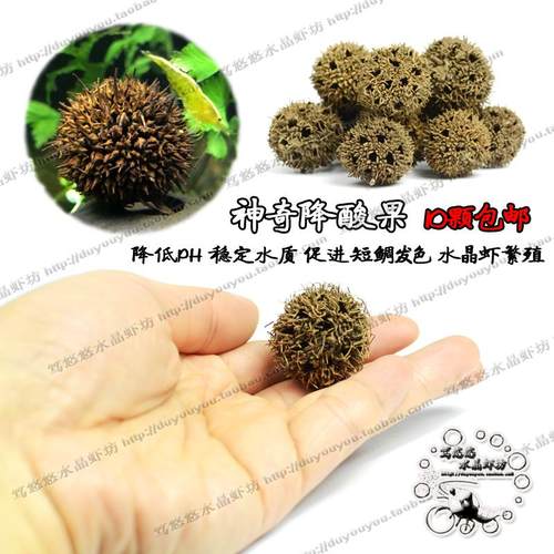 天然果实神奇果 水晶虾降酸稳定PH 调节水质促进发色繁殖超懒人叶