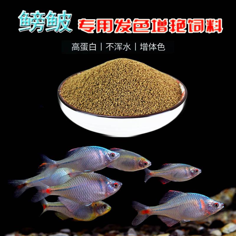 鳑鲏鱼饲料麦穗鱼白条中国斗鱼小型冷水原生鱼缓沉颗粒高蛋白鱼食