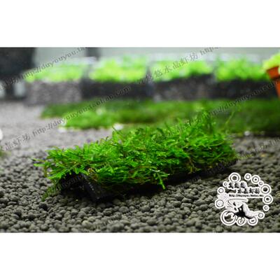 水晶莫斯 MOSS 摩丝竹炭片 竹炭片水草定植 水晶虾缸水草造景