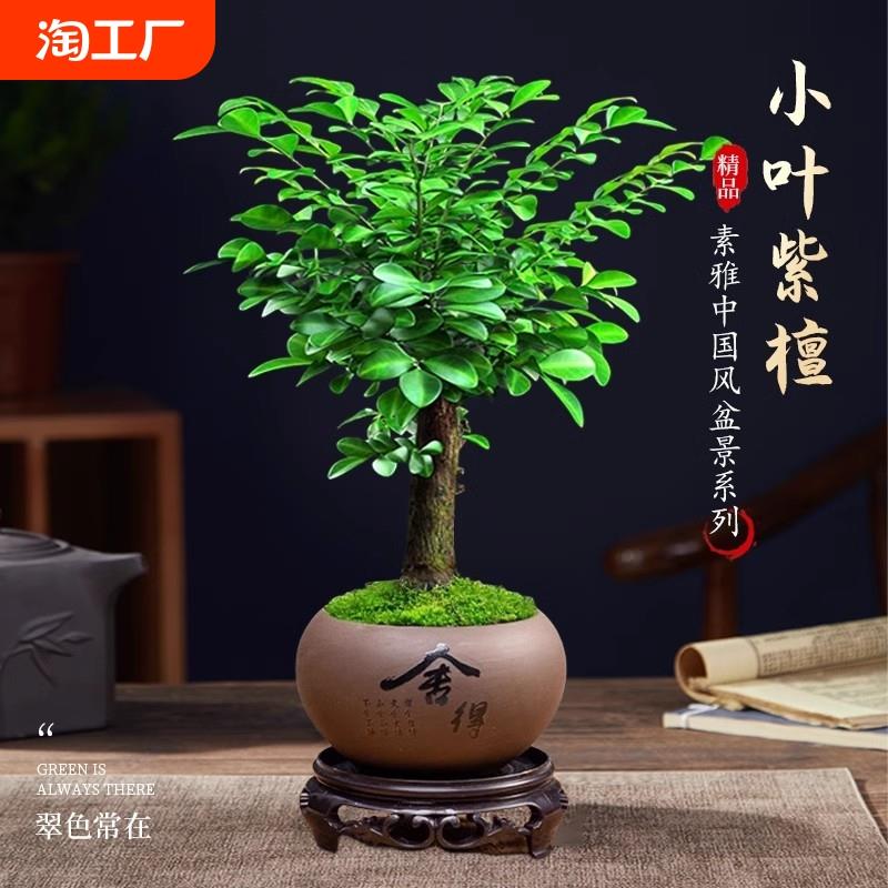 正宗小叶紫檀盆景老桩大赤楠盆栽绿植物办公室内花卉四季好养树苗