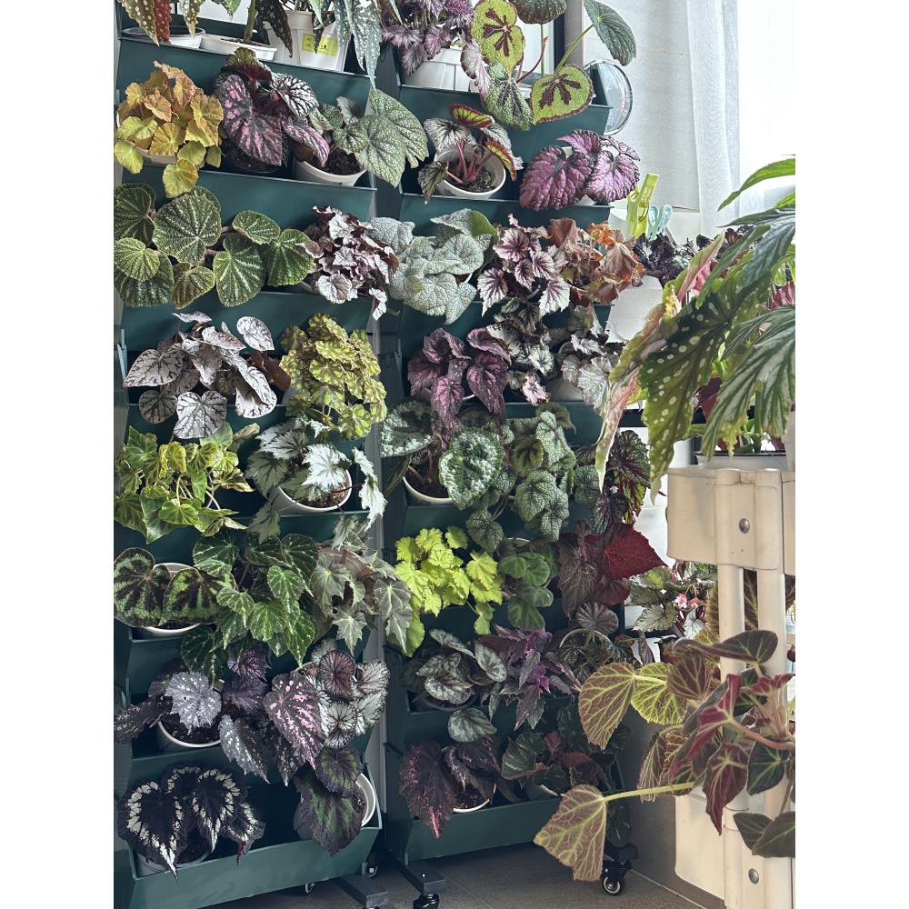 阳台种菜移动花架植物墙绿植墙户外落地花盆架子多层蔬菜种植架