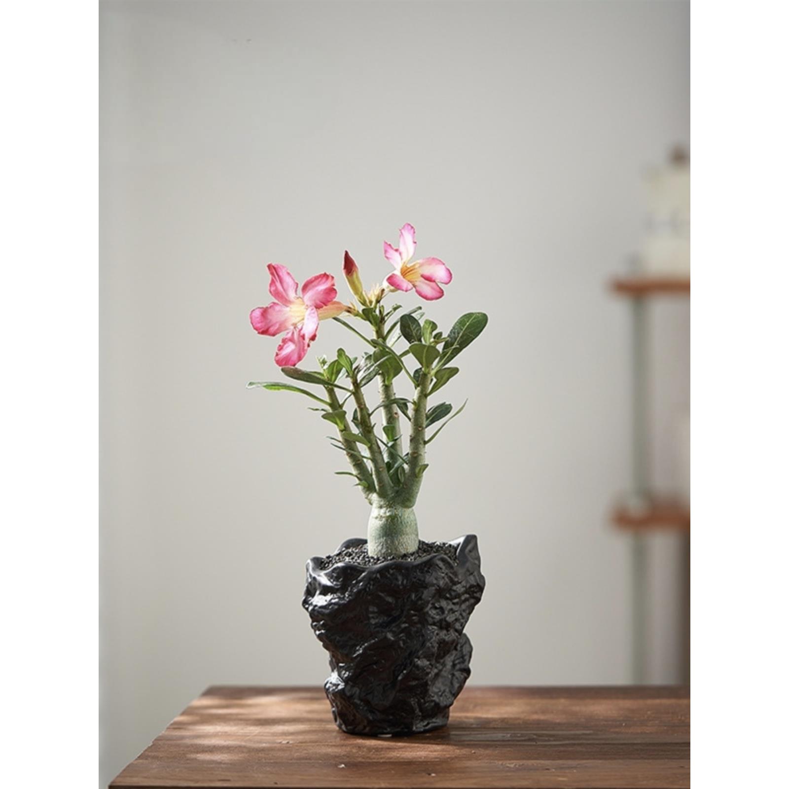 创意异形岩石陶瓷花盆盆景多肉装饰不规则创意侘寂风黑色艺术摆件