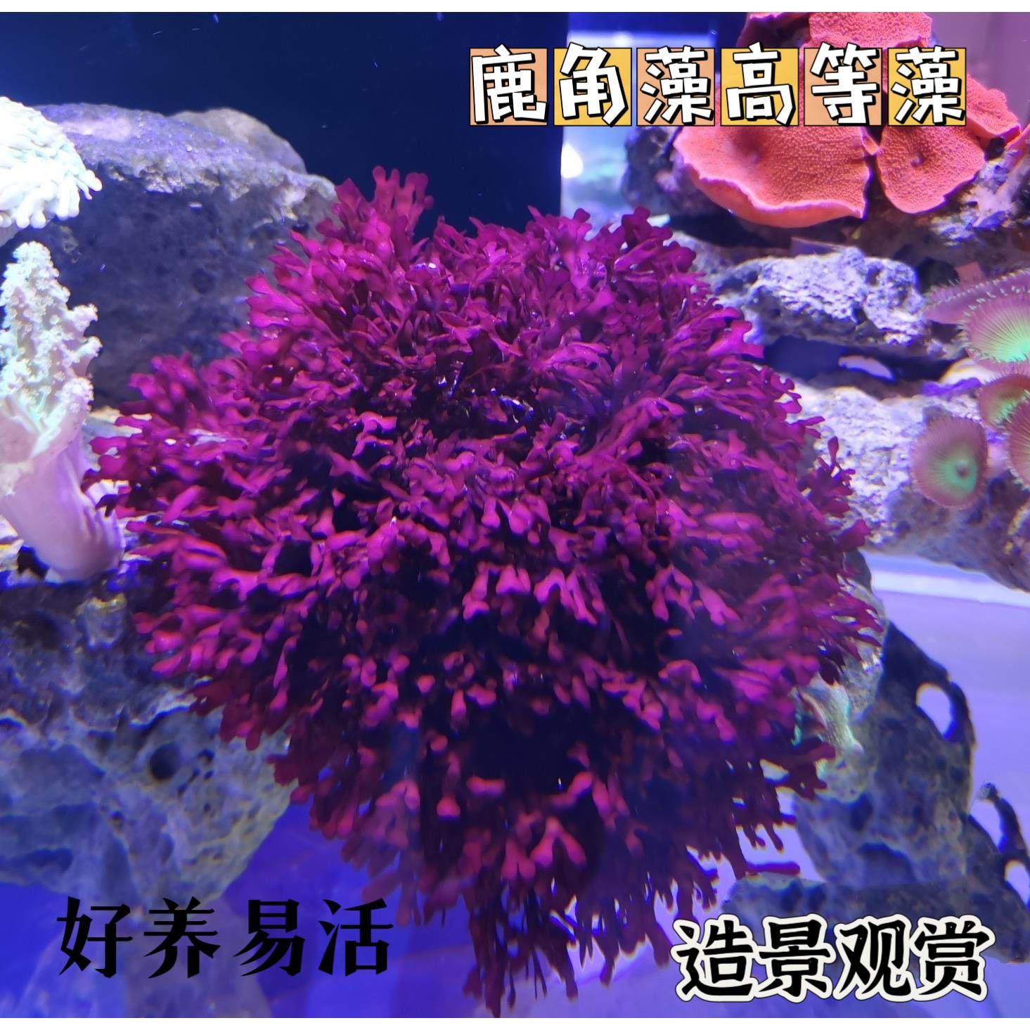 大红鹿角藻海缸造景藻降低no3po4耐白化好养易活高等藻绿葡萄藻