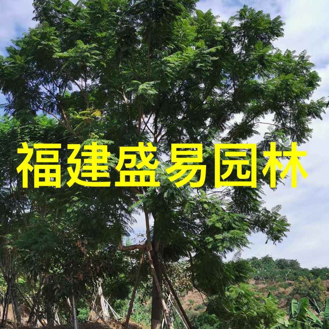 福建蓝花楹 四川蓝花楹报价 重庆蓝花楹价格 工程绿化蓝花楹