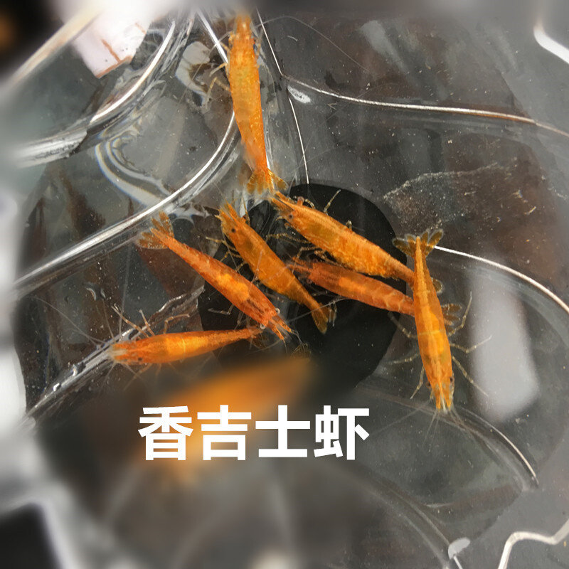 观赏虾 套餐 包邮 宠物虾 极火黄米蓝丝绒蓝钻蓝琉璃香吉士巧克力