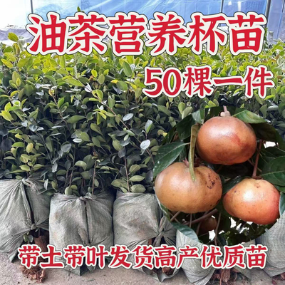批发50棵油茶苗茶籽苗茶子苗山茶树苗营养杯苗当年结果