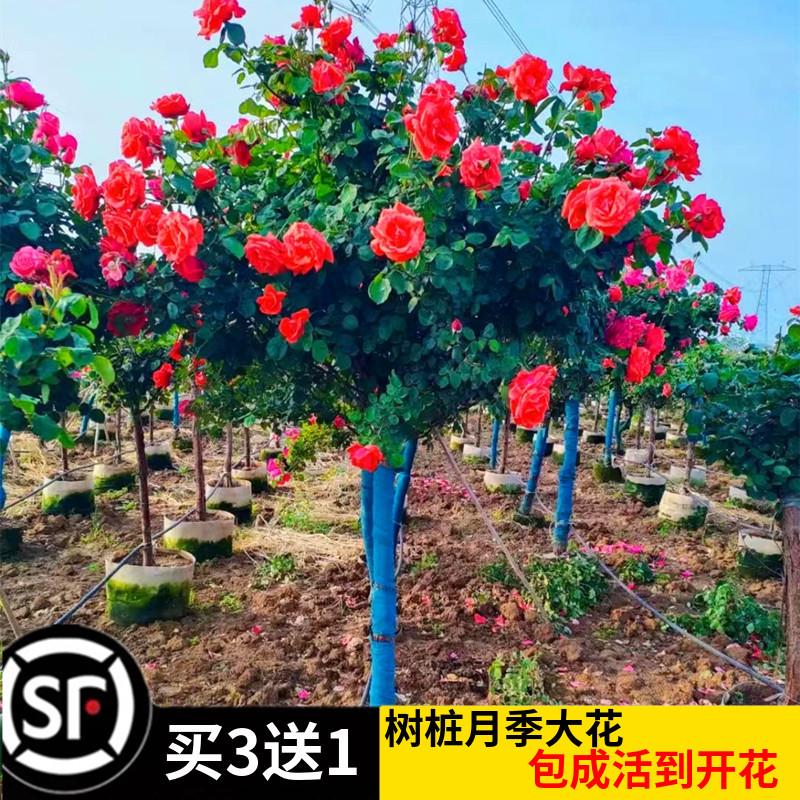 高档树桩月季特大花四季开花嫁接大苗棒棒糖树状玫瑰花苗带花苞