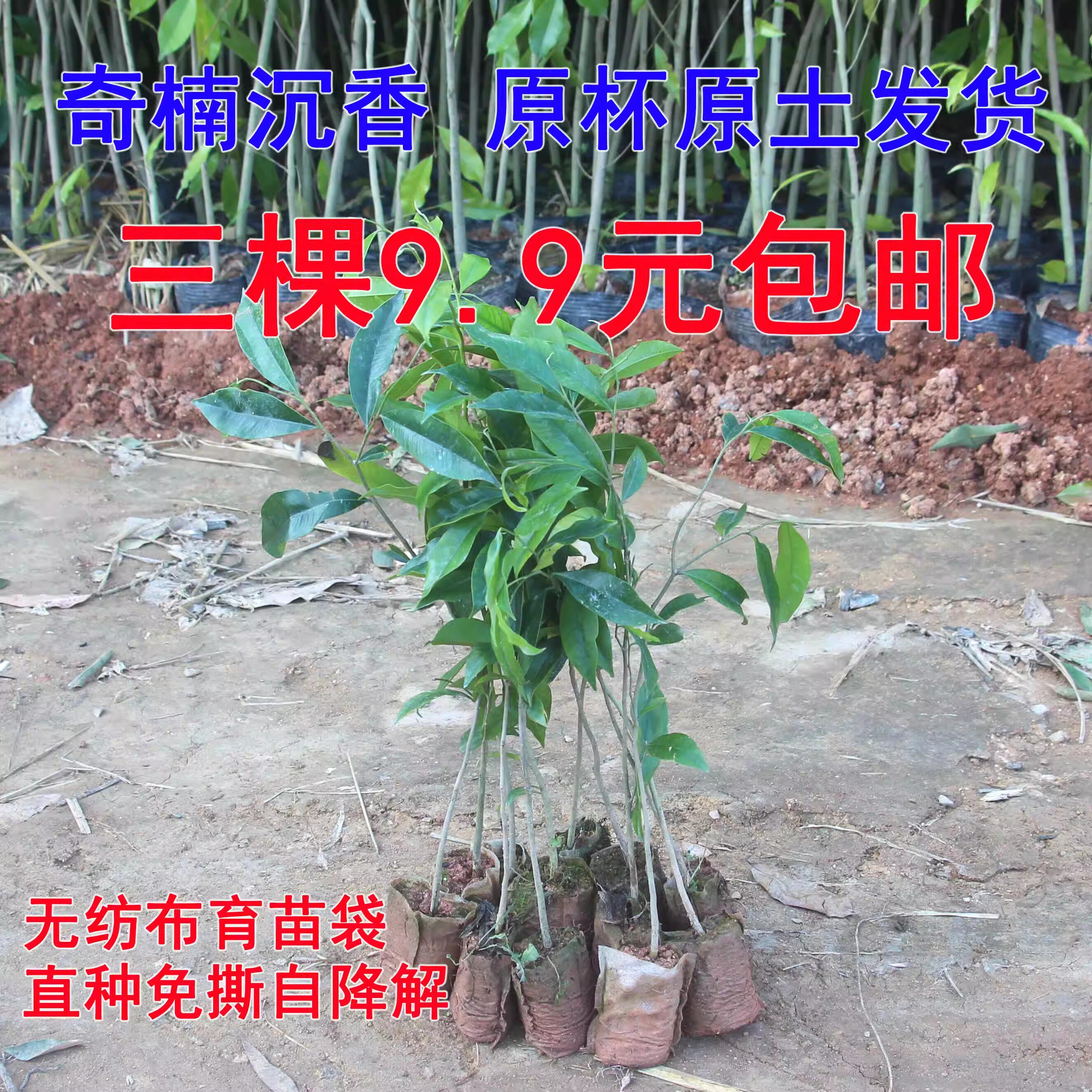 正宗奇楠沉香树苗k名贵树苗越南奇楠沉香苗奇楠沉香嫁接苗绿化盆