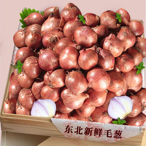 新鲜东北毛葱！产地直发！美味