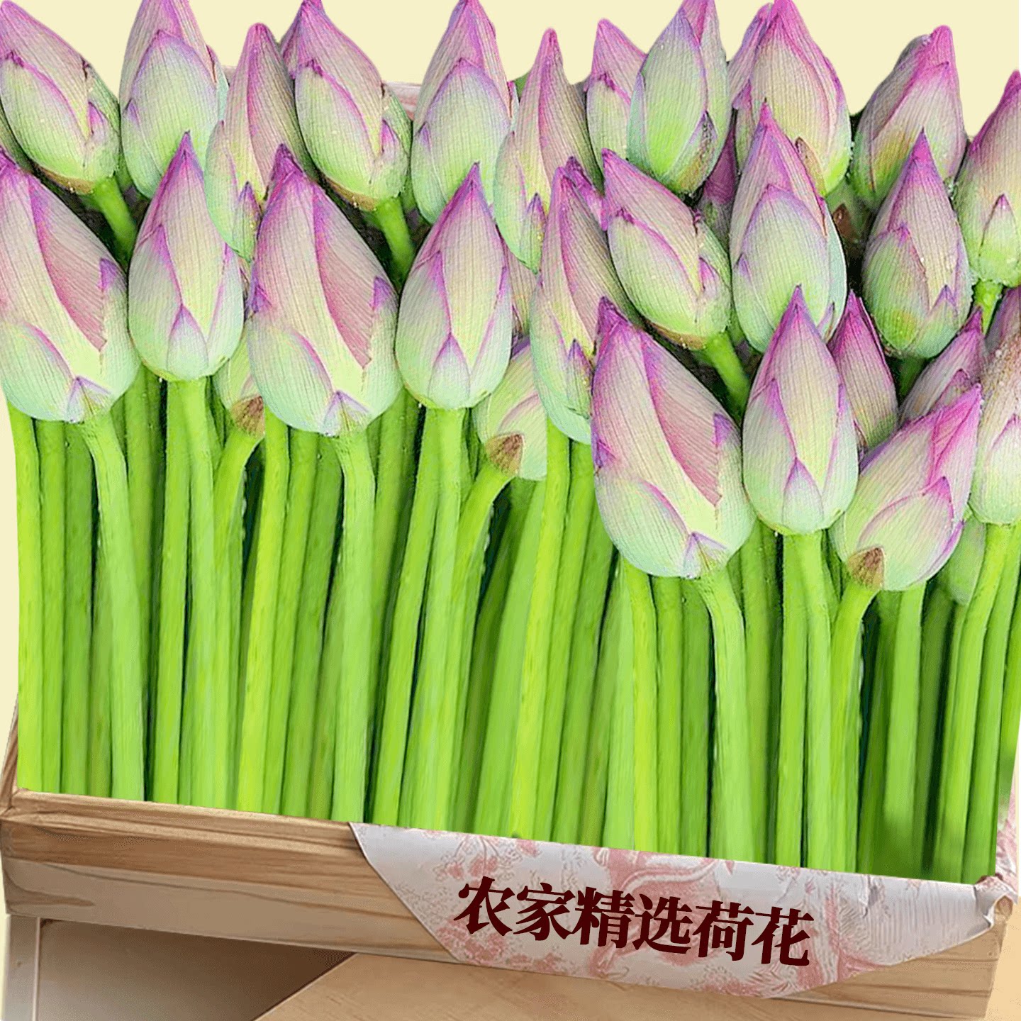 新鲜荷花!老农推荐!全网热抢