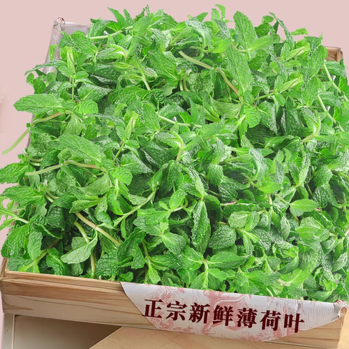 新鲜薄荷叶！新鲜采摘|农家自种