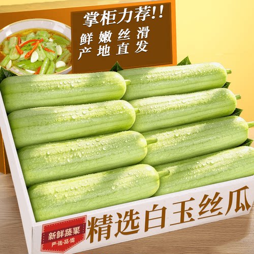 【白玉丝瓜】时令蔬菜|老农自种