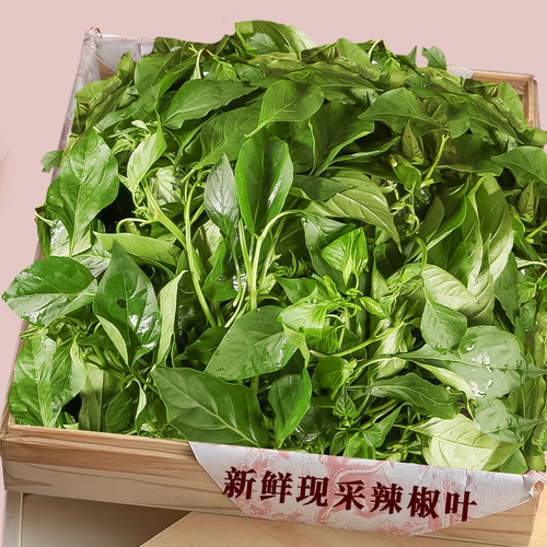 新鲜辣椒叶！鲜香味美丨产地直发