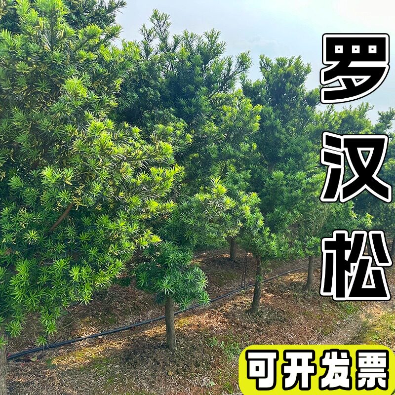 晴岚园林罗汉松树庭院别墅