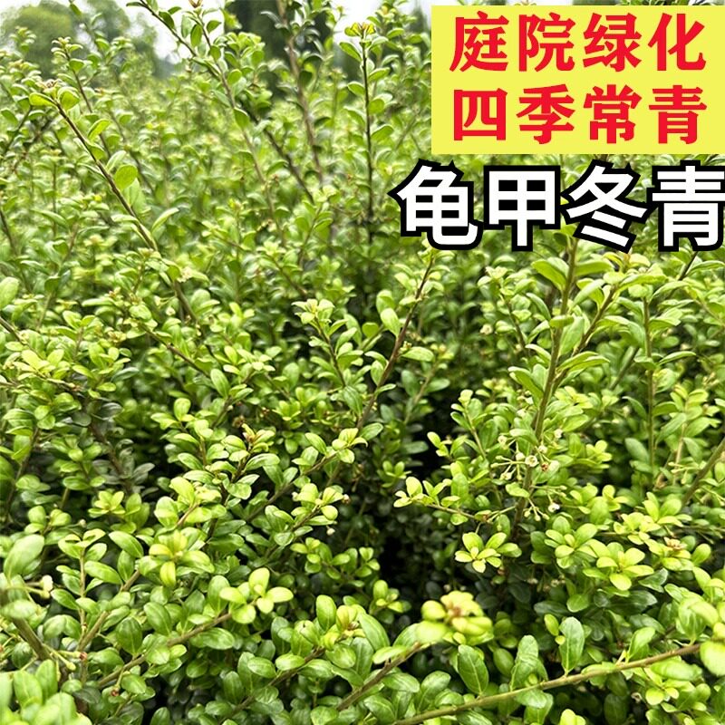 龟甲冬青别墅庭院冬青球盆栽