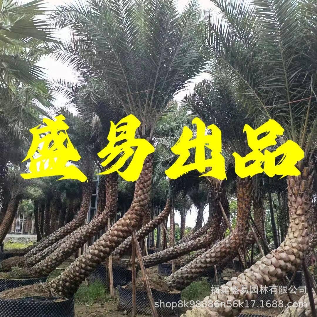 浙江弯杆银海枣供应斜飘中东海枣江西中东海枣树湖北银海枣