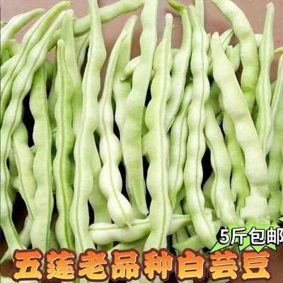 五莲芸豆角新鲜四季豆白豆角扁豆5斤包邮老来少山东豆角现摘蔬菜