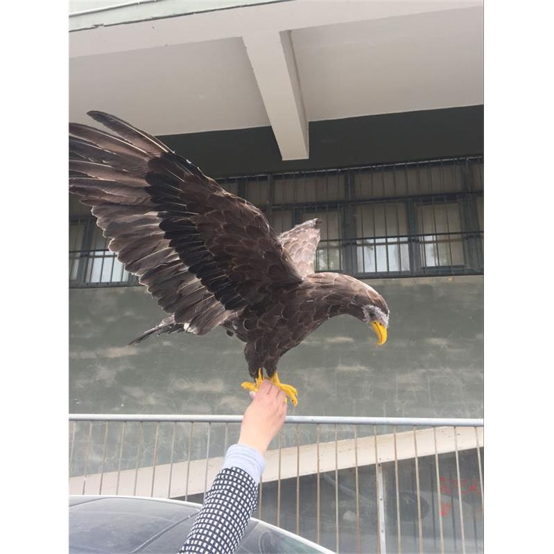 仿真羽毛老鹰模型展翅猫头鹰摆件漫展摄影道具手工园林装饰 庭院