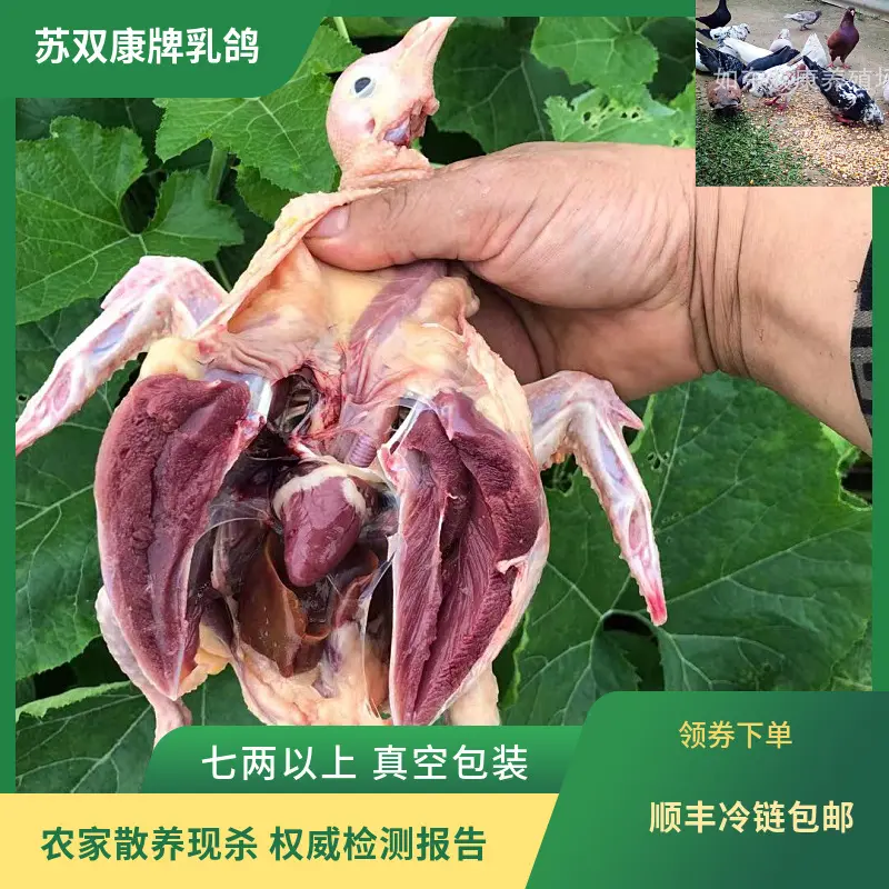 现杀冰冻白条鸽子食用非活体乳