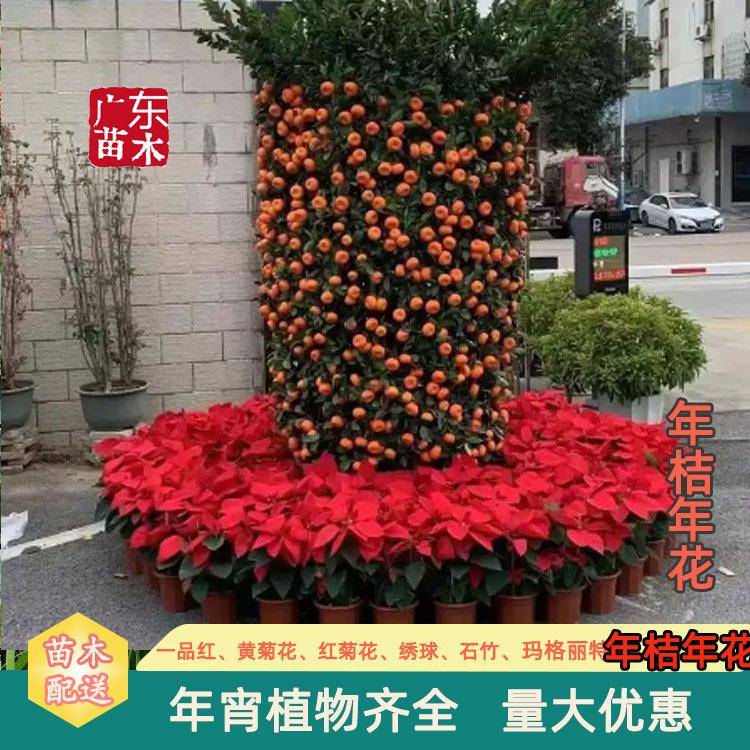 春节年花年橘年桔盆栽带果年宵花卉盆景工业园办公室商场朱砂桔