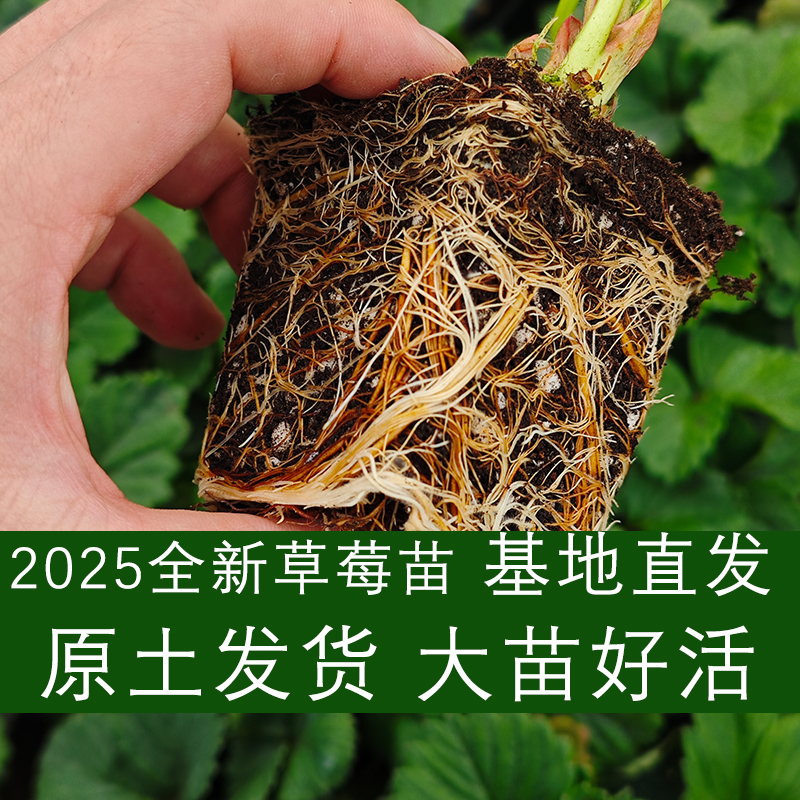 2025新苗对版品种草莓大苗