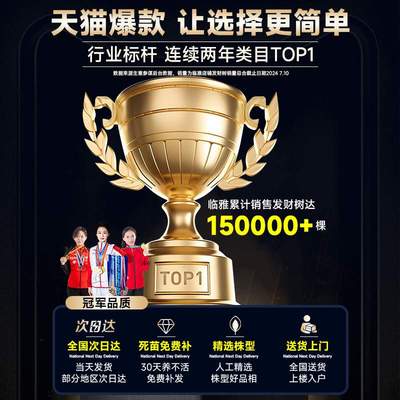 2024新款发财树客厅盆栽大绿植室内大型步步高招财树植物乔迁开业