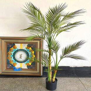 个性蕨类仿真植物盆栽手感针葵贵妃葵散尾葵葵树民宿装饰摆