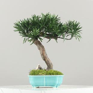 室内仿真植物盆栽罗汉松迎客松客厅桌面绿植新中式装饰品盆景摆件