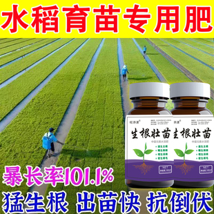 水稻育苗生根剂育秧专用肥水稻苗床壮秧剂防僵苗烂秧生根壮苗爆长