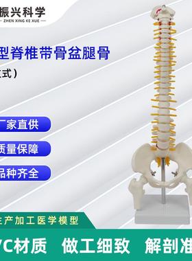 中型脊椎带骨盆腿骨模型立式人体脊椎教学模型