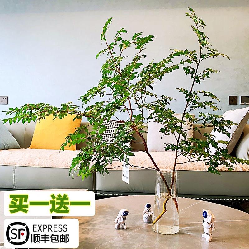 美男树水培鲜切枝马醉木吊钟平替室内绿植ins北欧风