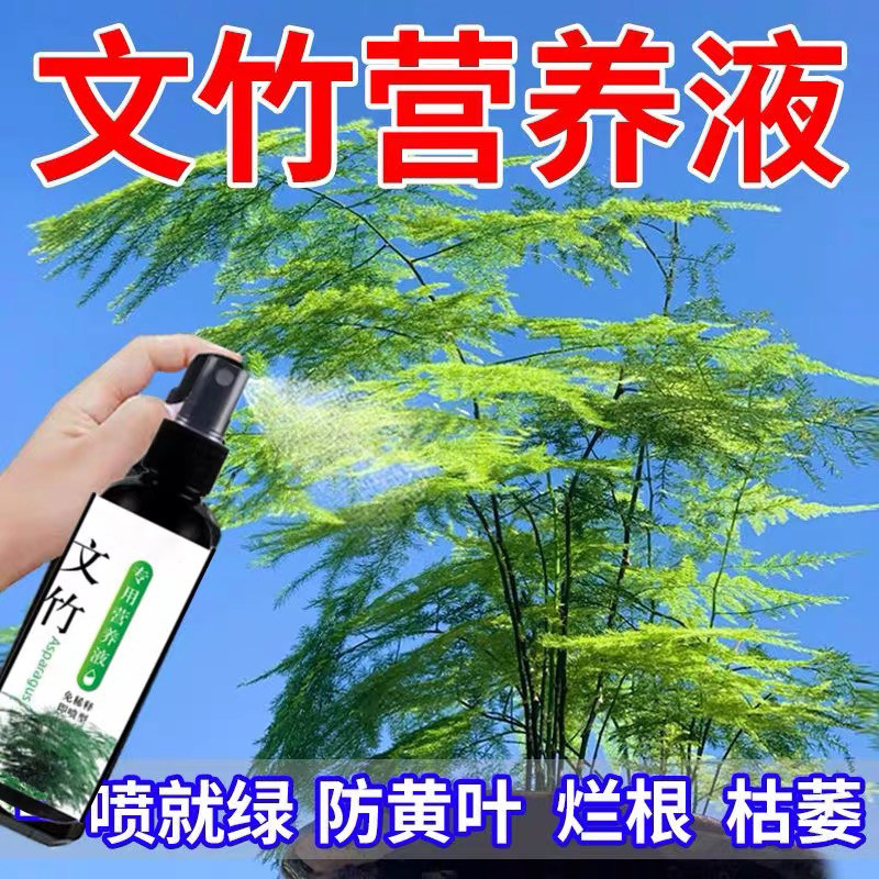 文竹营养液一喷绿花肥养护文竹专用肥叶子发黄云竹肥料水培文松