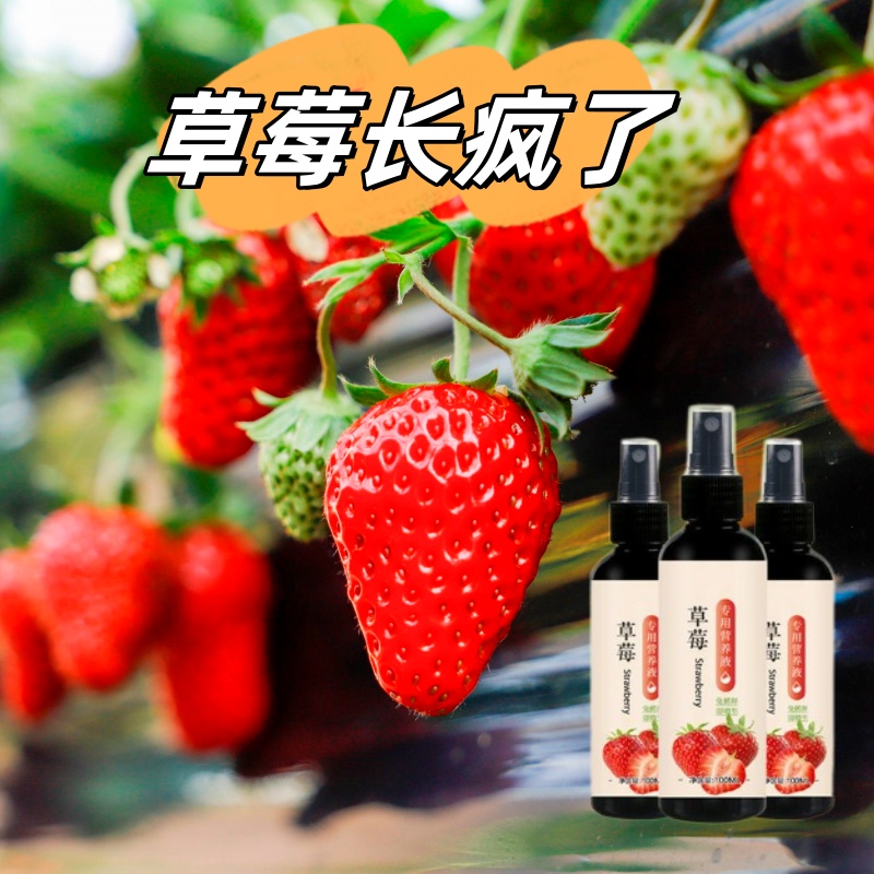 草莓专用营养液草莓肥料专用肥免稀释营养液家用盆栽有机液体肥料