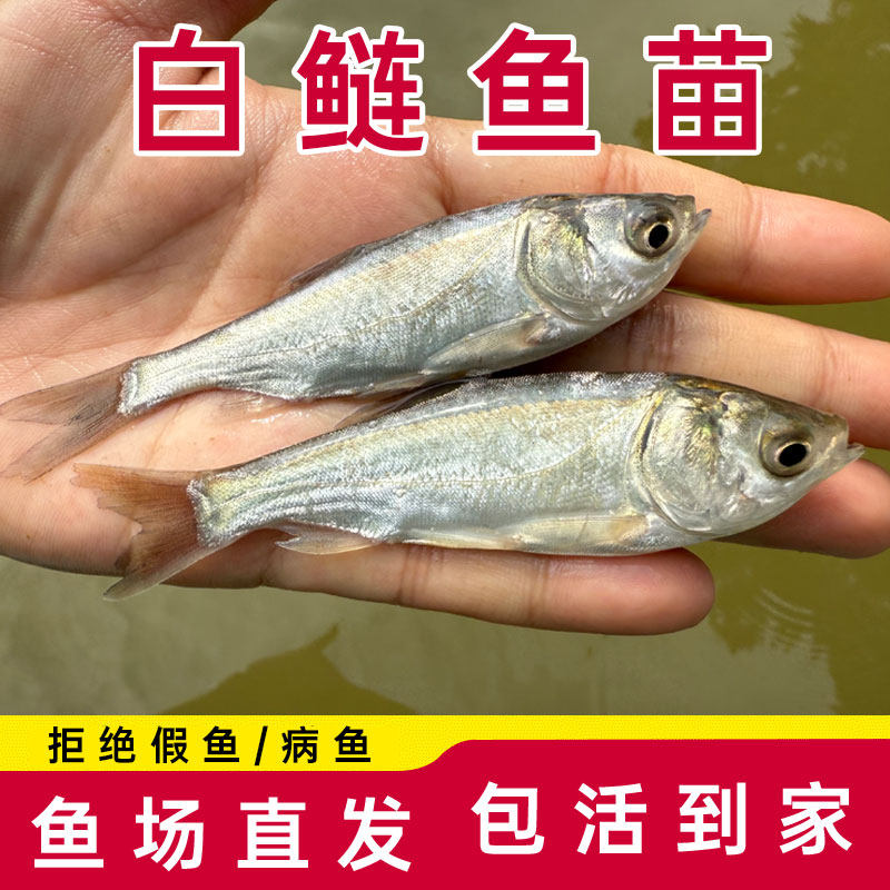 优质白鲢鱼苗跳鲢苗白鲢子花鲢水鲢鳙鱼苗扁鱼苗活体淡水养殖食用