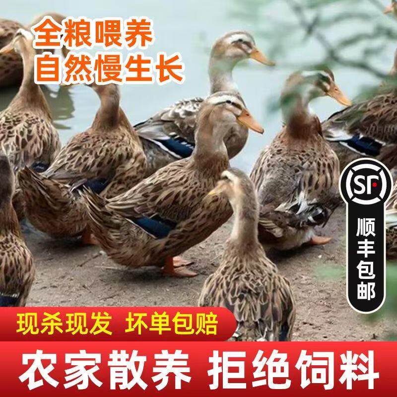 皖南老鸭麻鸭农家散养鸭子正宗老鸭土鸭现抓现杀新鲜鸭肉整只煲汤