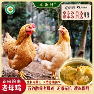 凤源祥正宗有机老母鸡新鲜皖南土鸡跑山鸡散养月子孕妇滋补草鸡
