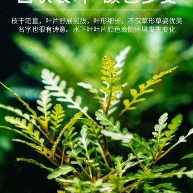 水族水水草依蝶雨裂百搭中造景沉木后景水草可绑蓑衣羽裂石头阳性