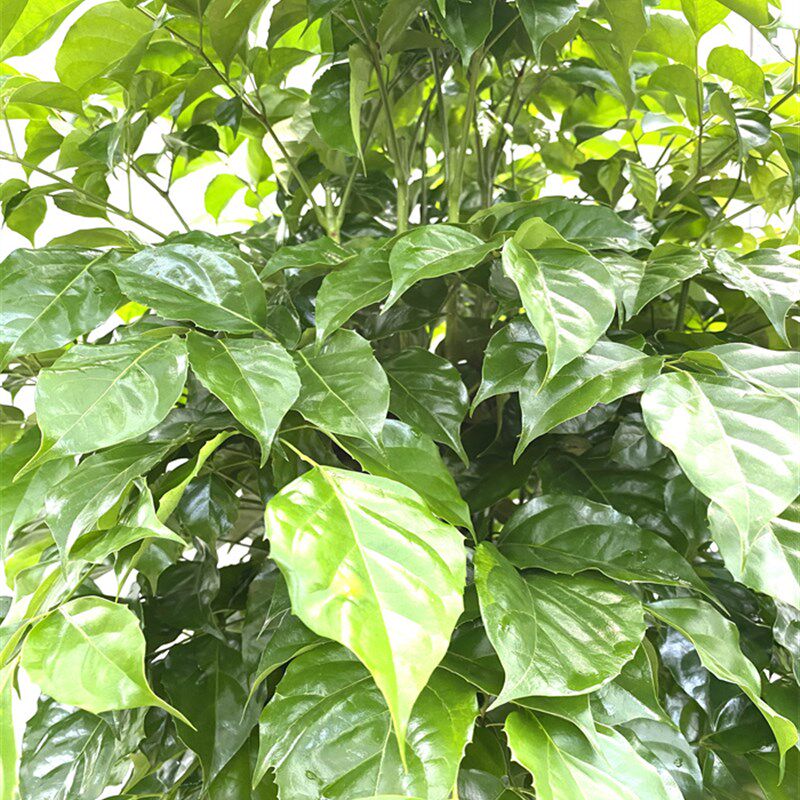 幸福树绿宝提根老桩室内大小绿植盆栽观叶植物净空气除甲醛防辐射