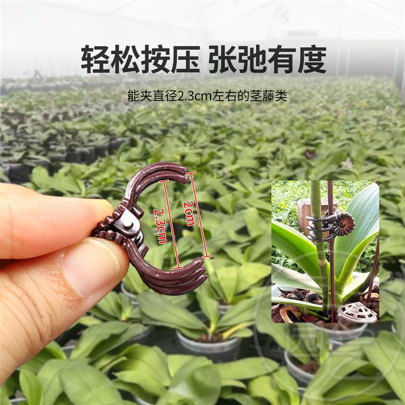 速发藤蔓固定夹爬藤植物固定夹蝴蝶兰花蔓藤铁线莲固定夹塑料园艺