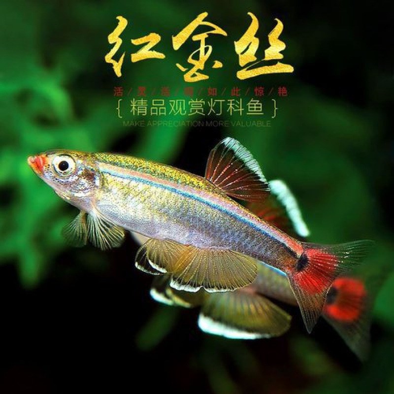 速发白云金鱼丝大水鱼冷帆红尾灯科鱼小型鱼原生鱼新手群游观赏鱼