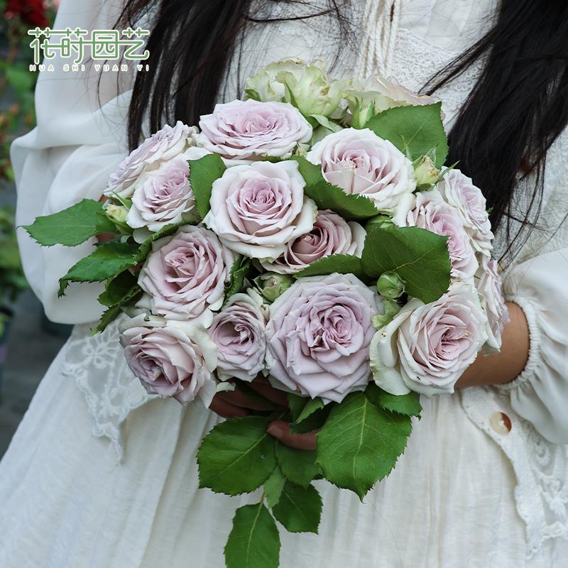 花莳园艺 1加仑灌木藤本月季花苗扦插果汁玫瑰月季花卉庭院绿植