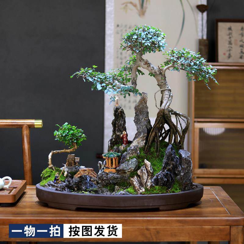 大型小叶榆树老桩造型树桩假山盆景植物办公室内客厅绿植桌面盆栽