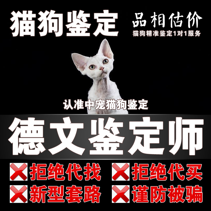 德文宠物鉴定师咨询狗猫品种品相鉴定估价德文鉴定猫鉴定猫评估价